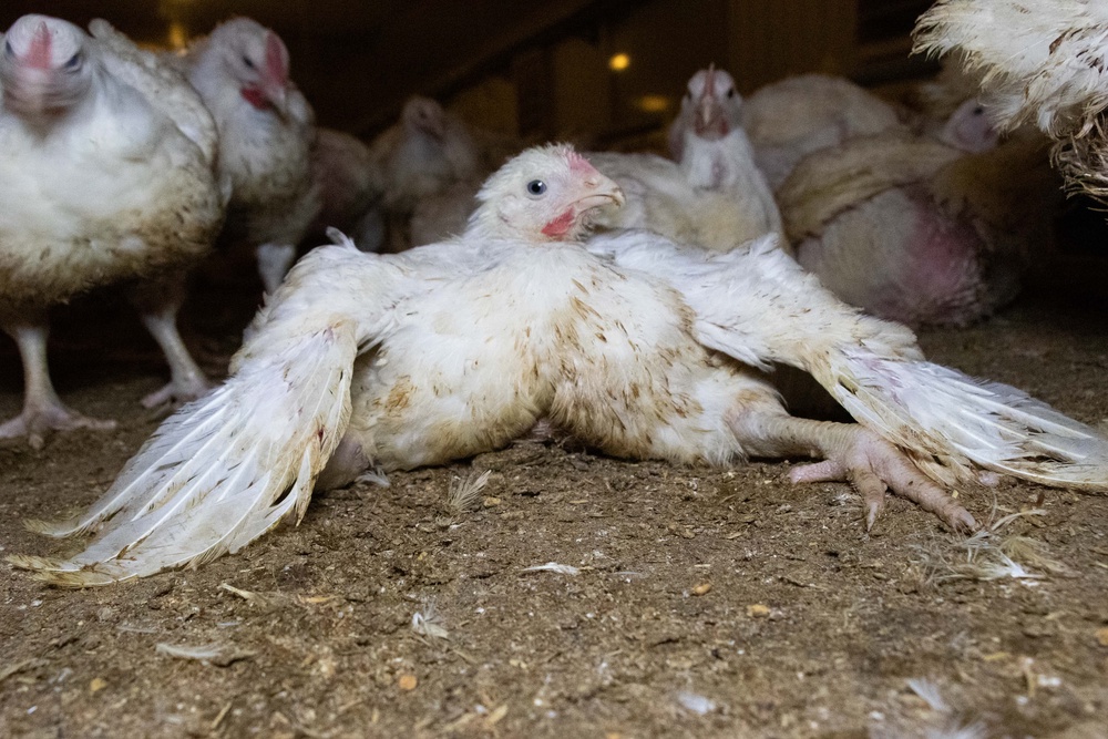 ‘Frankenchickens’ grow exceptionally rapidly, causing their limbs to break and organs to fail (Open Cages)
