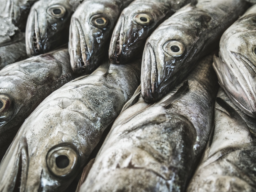 The Marine Conservation Society (MCS) has lowered its rating for hake caught in the North Sea, Celtic Seas, and Bay of Biscay from green to amber (Getty Images/iStockphoto)