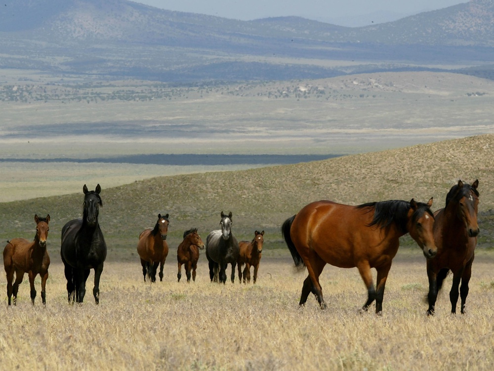 The US federal government is set to invest millions of dollars to help control the wild horse population in the West (Getty Images)