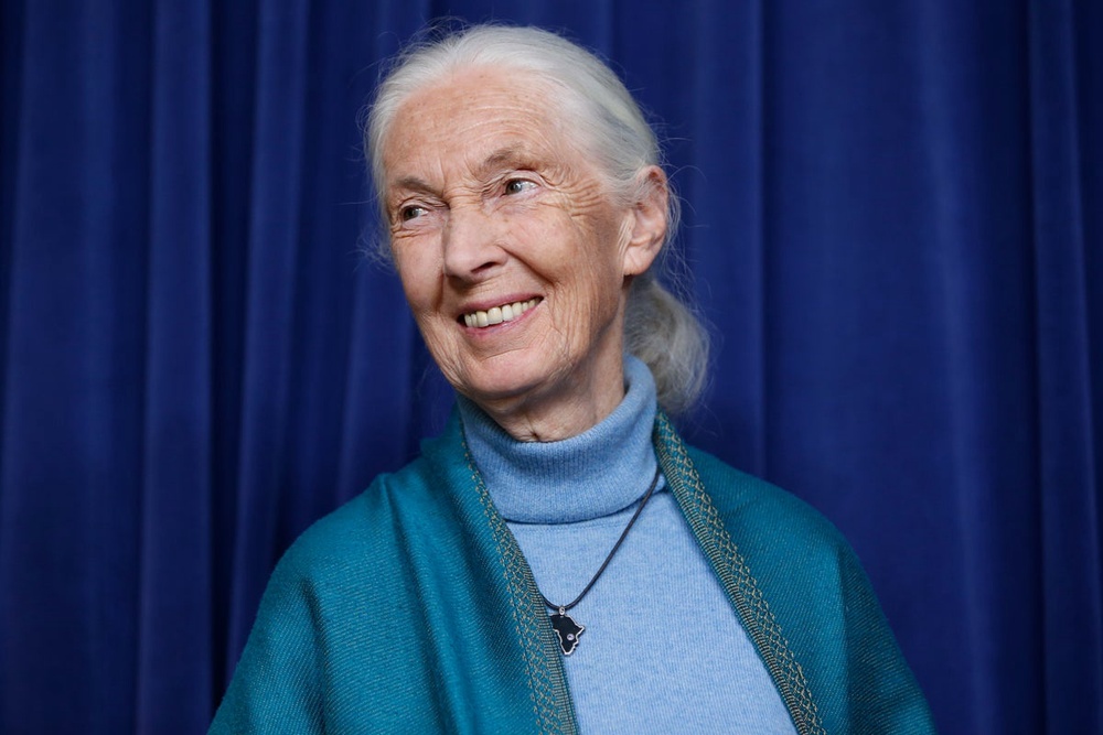 Jane Goodall, pioneering chimpanzee expert who revealed the animals ...