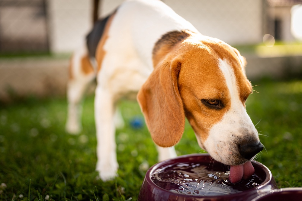 RSPCA advised dog owners against walking their pets in the heat (Getty Images/iStockphoto)