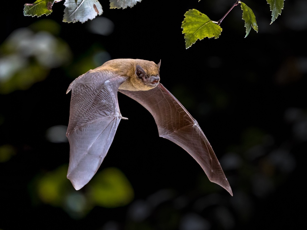 Pipistrelle bats are found throughout the UK and Europe (Getty Images/iStockphoto)
