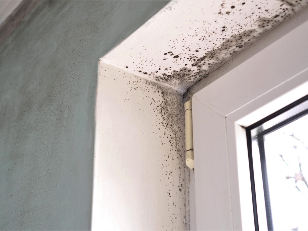 Mills says other signs potential buyers look out for are things like damp and mould (Getty Images/iStockphoto)