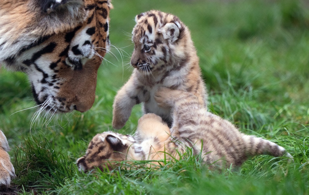 Amur tigers are the largest of the world’s big cats as well as the heaviest (PA Wire)