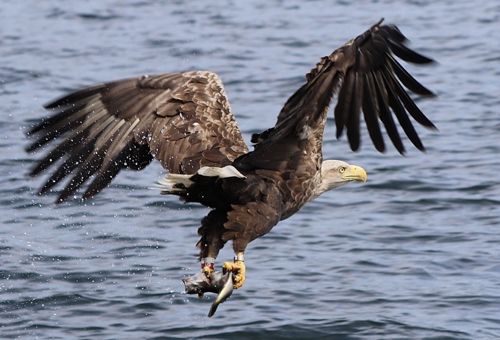 Sea eagles, otherwise known as white-tailed eagles, bring a clear economic benefit to Mull on the west coast of Scotland, the RSPB has found (RSPB/PA) (PA Media)