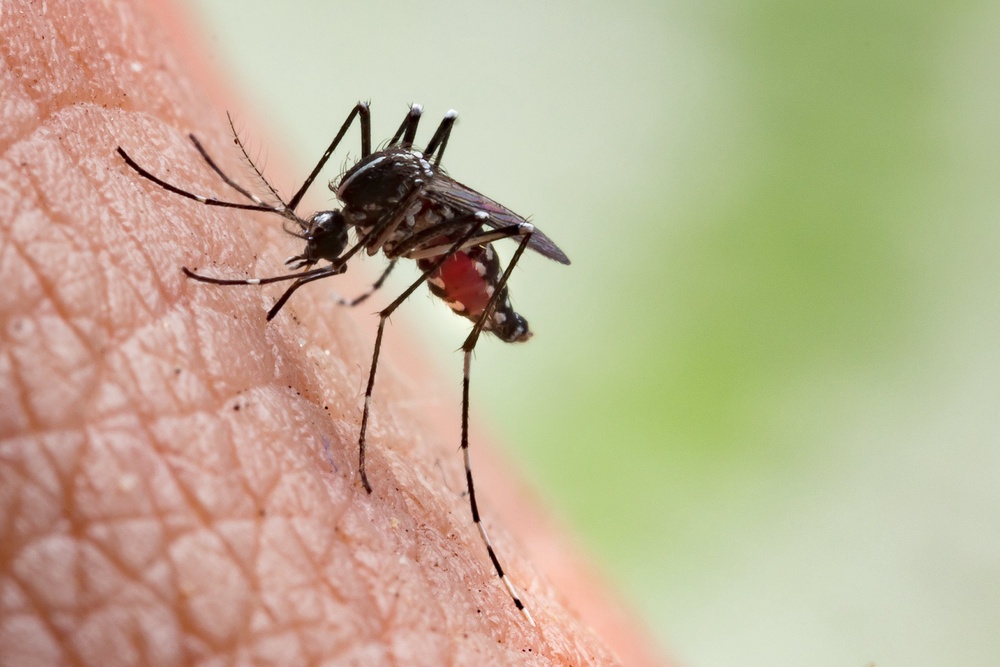Aedes aegypti mosquitoes are usually found in tropical and subtropical countries. (Getty/iStock)