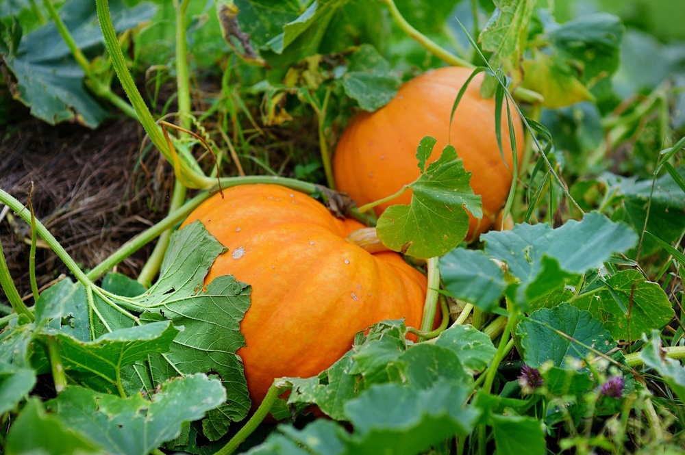 Composting pumpkins keeps them out of methane-emitting landfills and turns them into nutrient-rich soil instead (Getty Images/iStockphoto)