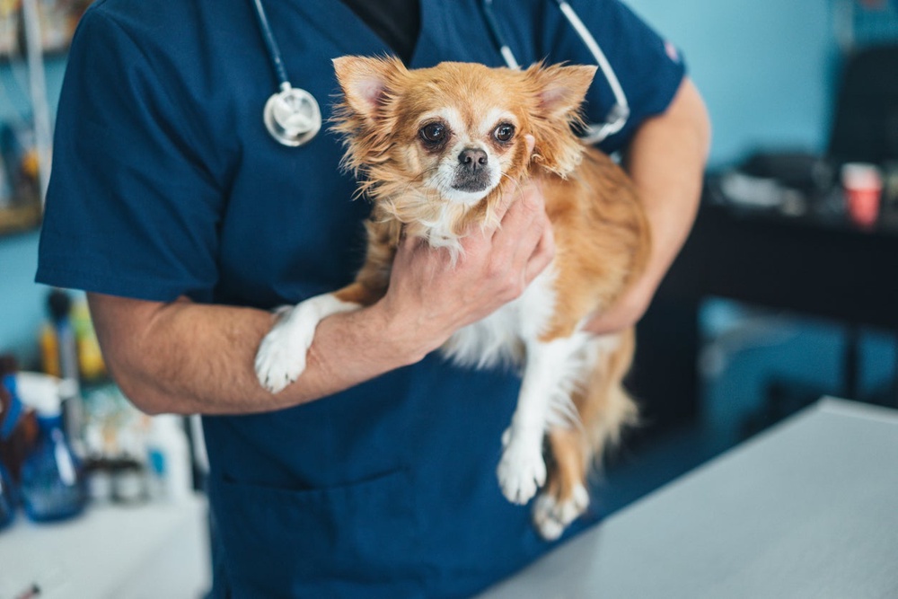 The PDSA has encouraged pet lovers not ’to try home treatments seen online without first checking with their vet’ (Getty)