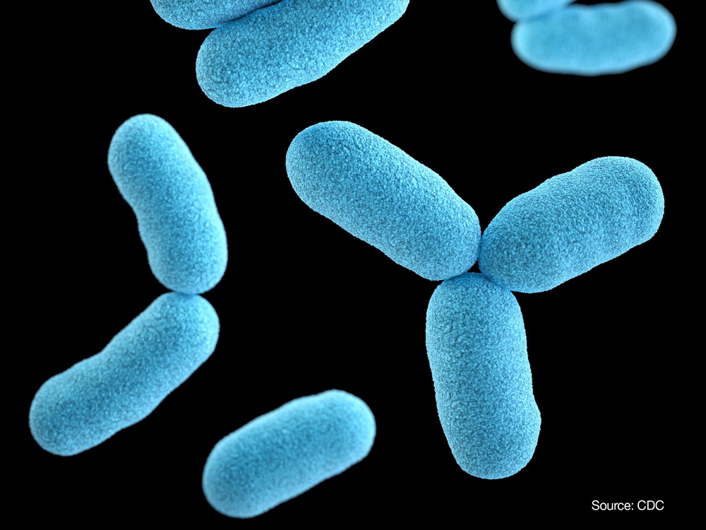 Corynebacterium diphtheriae bacteria (CDC/Jennifer Oosthuizen)