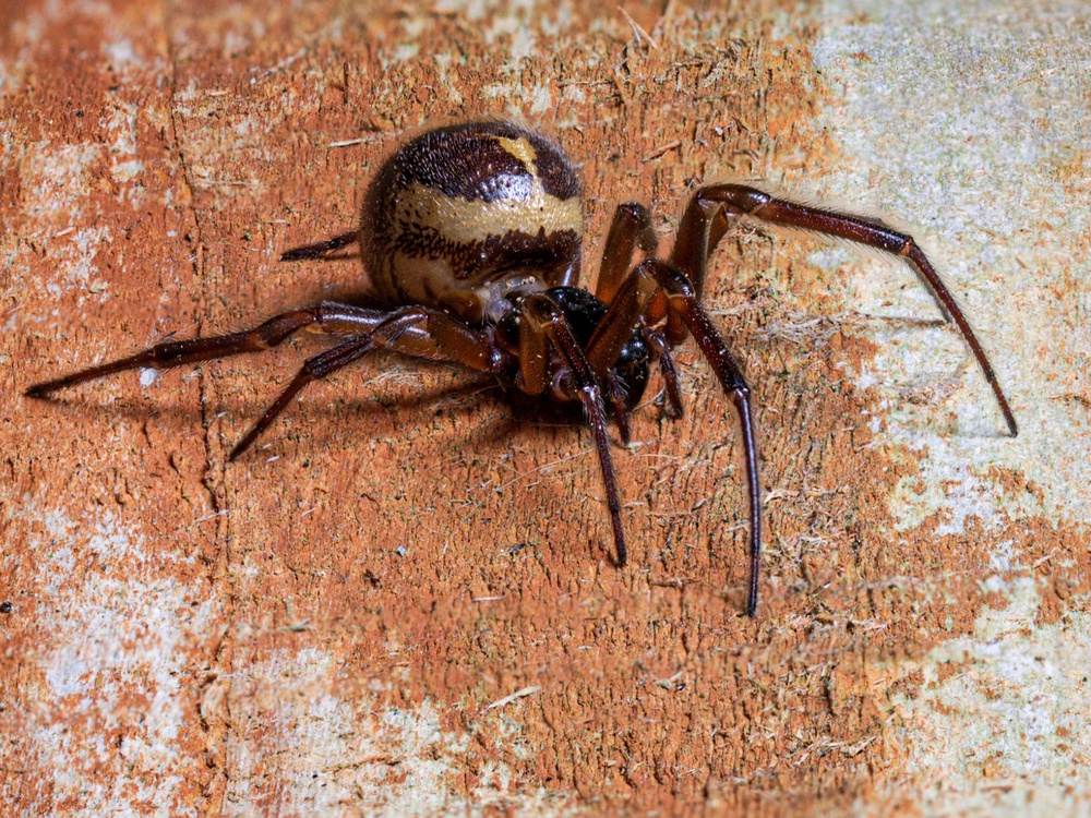 False widow, Steatoda nobilis, spider, resting on wooden slats (Getty/iStock)