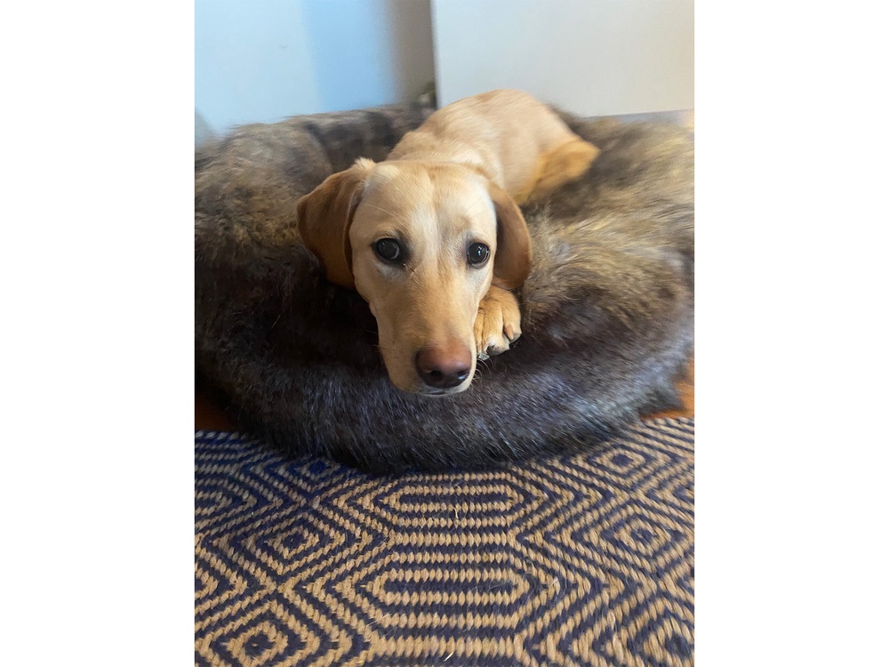 My anxious pup slept well atop the silky-soft sleep surface (Clare O’Reilly/The Independent)