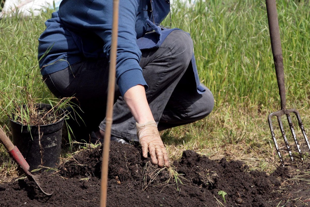 Defra reveals the ‘right’ plants to protect your garden from heavy rainfall