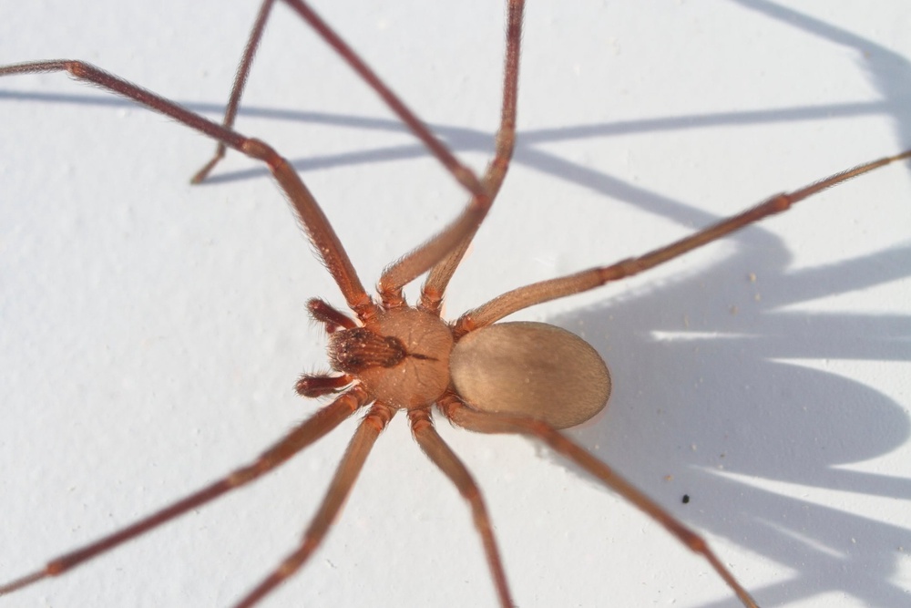 Doctors were never able to confirm what type of spider bit Miller, but the location of the bite on her calf and the resulting bruising led them to suspect it may have been a brown recluse spider (Getty Images/iStockphoto)