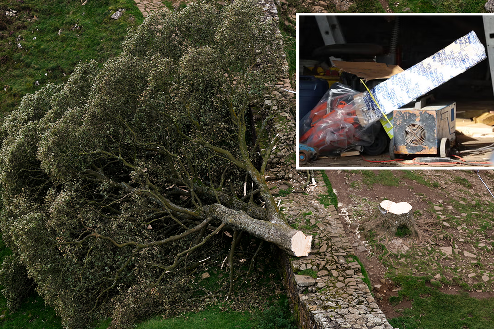 Sycamore Gap Tree – Latest: Chainsaw Recovered From Farm As Lumberjack ...