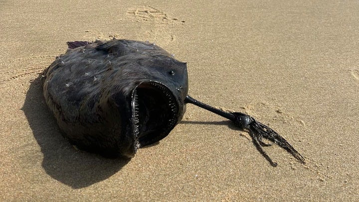 Terrifying fish with teeth from 3000ft below ocean washes up in rare ...