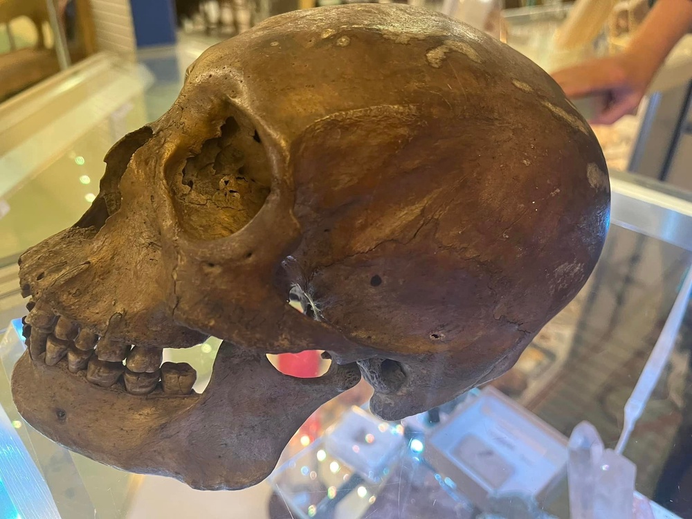 An anthropologist discovered this skull at a Florida thrift store in 2023 (Lee County Sheriff’s Office)