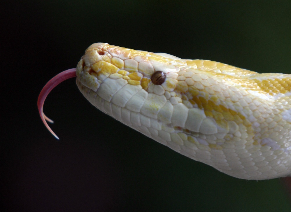 Woman reunited with ‘sweet’ pet pythons dumped on street by ex-partner ...