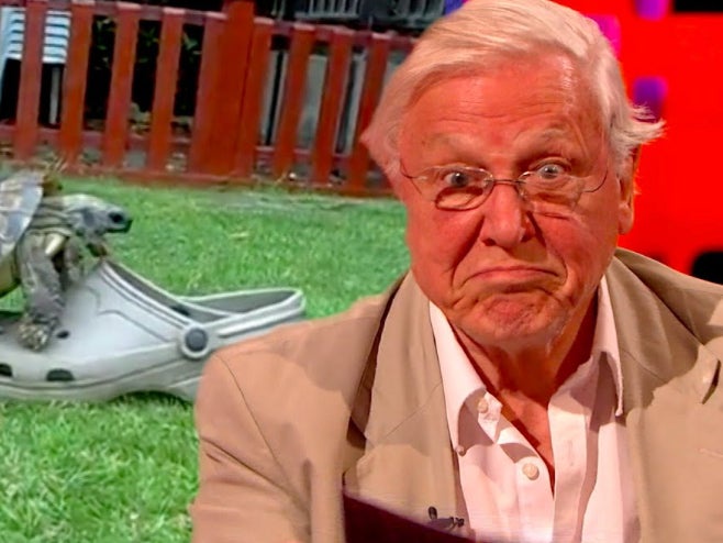 David Attenborough jokingly narrating raunchy tortoise video on ‘The Graham Norton Show’ (BBC)
