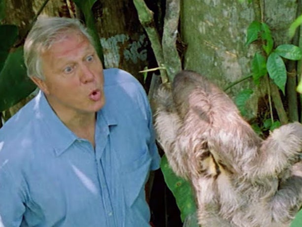 David Attenborough saying ‘boo!’ to a sloth in ‘The Life of Mammals’ (BBC)