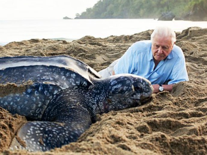 David Attenborough and a leatherback turtle on ‘Blue Planet II’ (BBC)