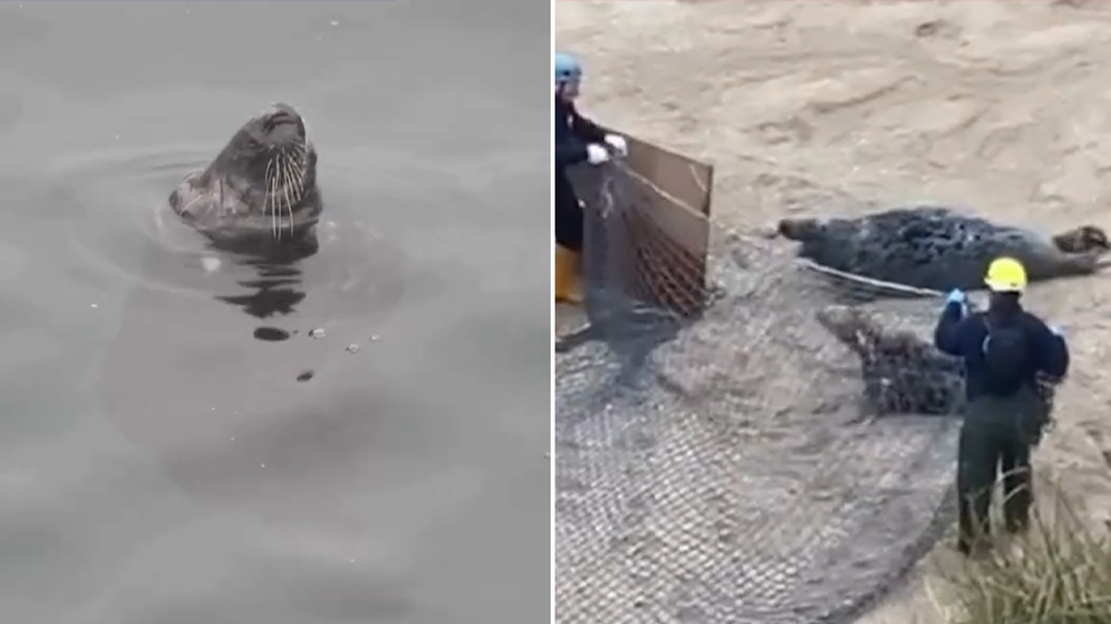 Seal with plastic ring stuck around neck for six years finally freed