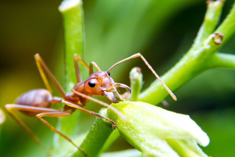 The 83-year-old was found lying on an ants’ nest (Gett/iStock)
