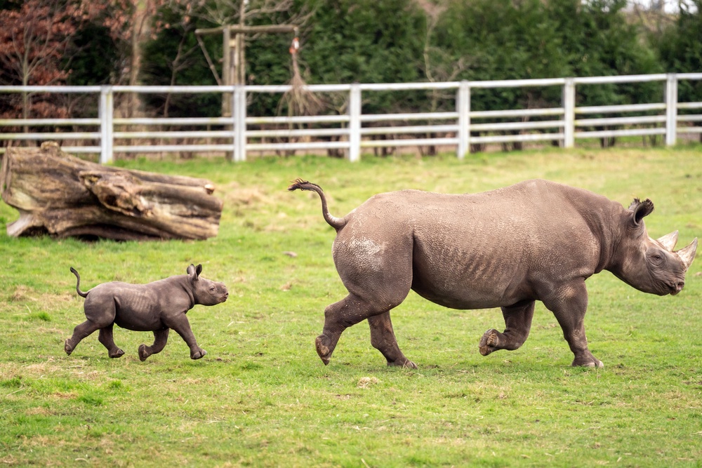 Critically Endangered Black Rhino Calf Born In Yorkshire