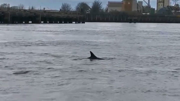 Dolphins Filmed Swimming Next To Boat In River Thames