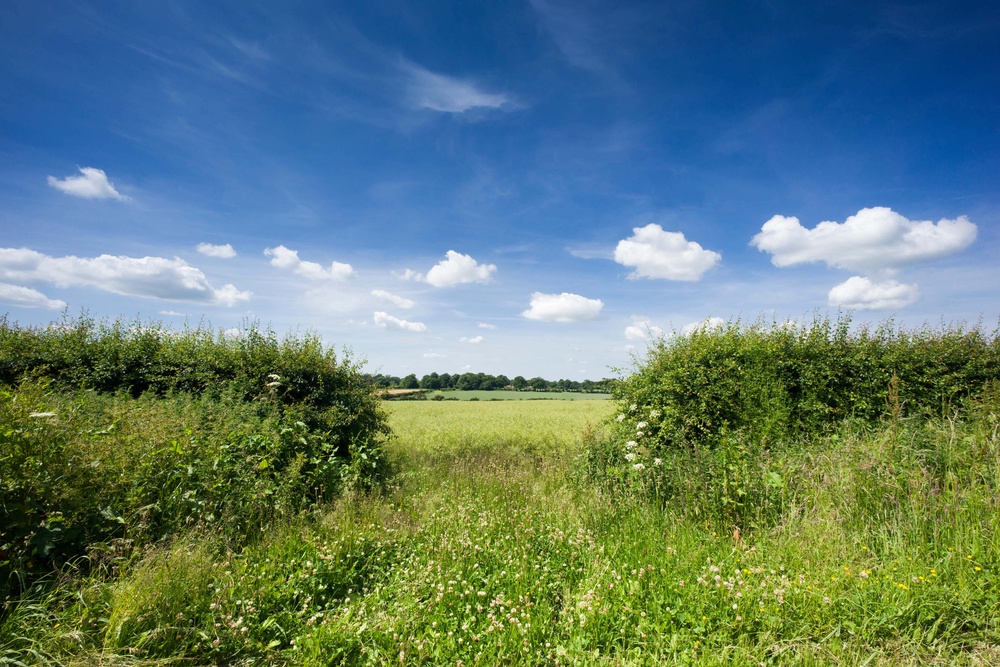 Hedgerows could be a key component in fighting climate change (Alamy/PA)