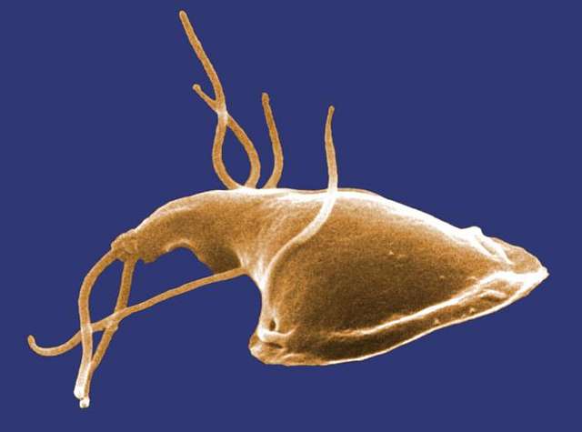 The parasite spreads through contaminated food and water, direct contact with infected people or animals (Wikicommons)