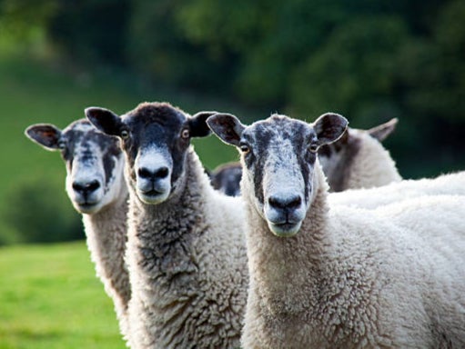The maximum penalty for sheep worrying is an unlimited fine (Getty Images/iStockphoto)