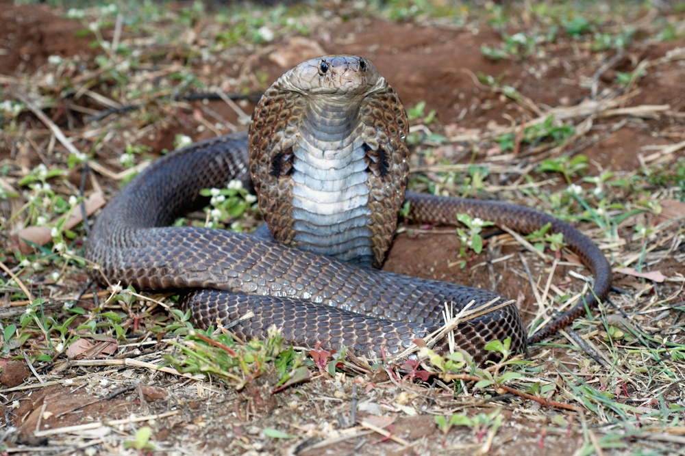 Snakes including cobras, green mambas, rattlesnakes and boomslangs are being held around the country (Ephotocorp/Alamy/PA)