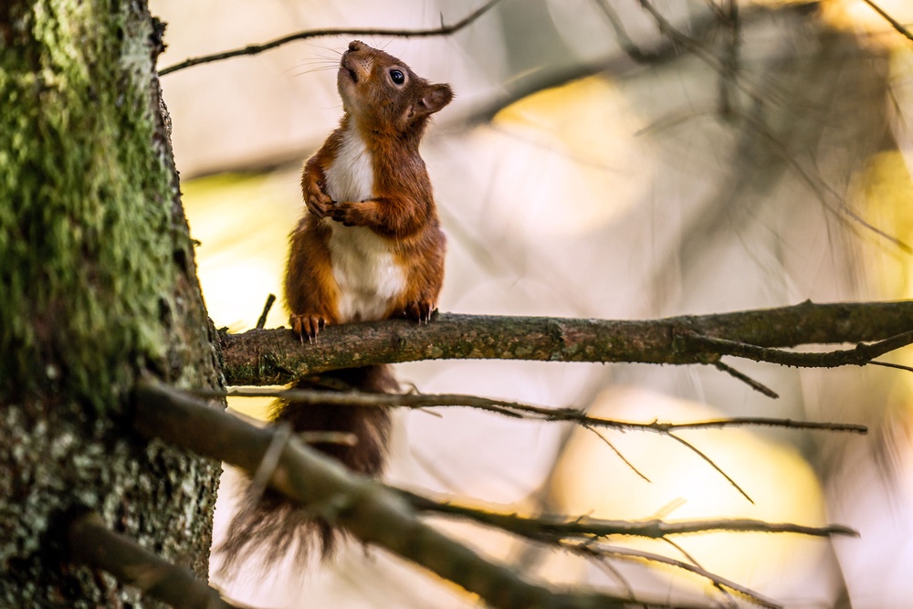 UK at risk of missing legally binding target to protect biodiversity ...