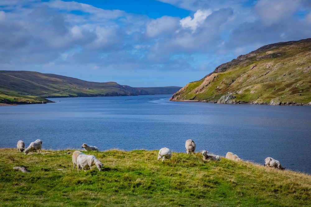 Shetland Islands is a haven for wildlife (Getty Images/iStockphoto)