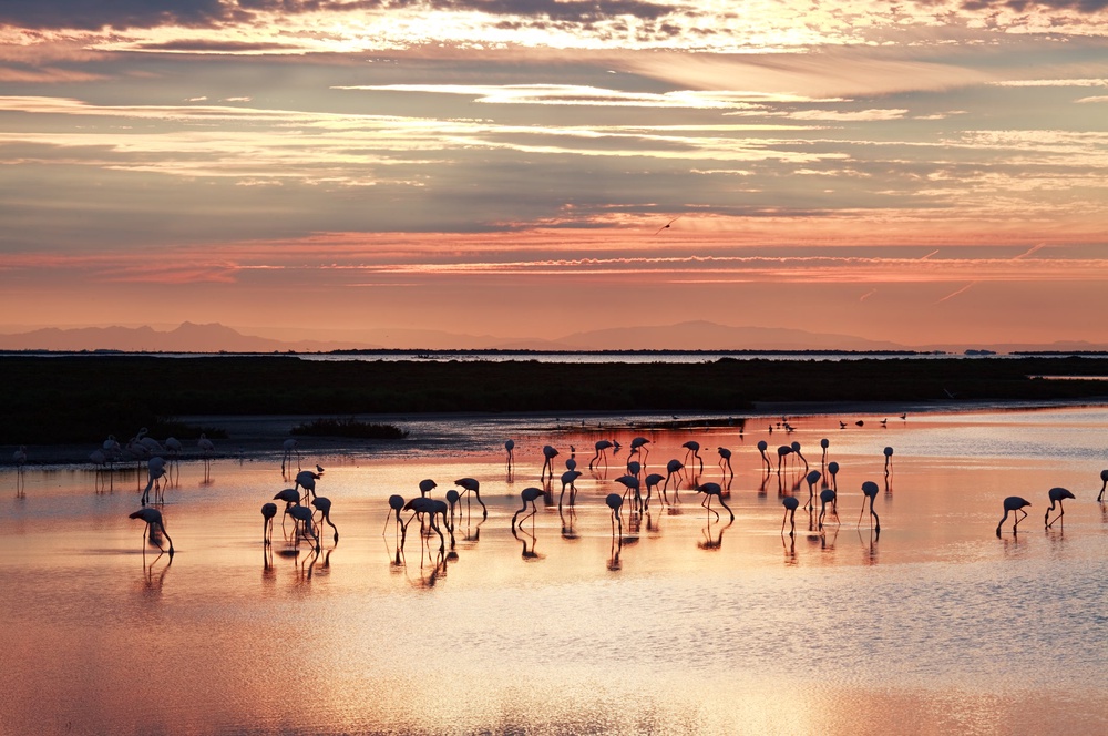 Sailors can look for wildlife – including flamingoes – in the Camargue (Getty Images)