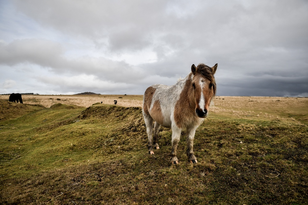 If commoners choose commercial livestock to earn a living, DHPA secretary Joss Hibbs warned the ponies would be lost (Ben Birchall/PA)