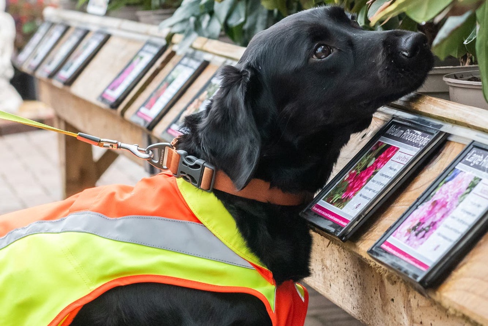Dogs have been trained to sniff out Phytophthora ramorum, described as a ‘highly destructive’ fungal-like organism that causes extensive damage and death to more than 150 species, including commercially-grown larch, and other trees and shrubs (Forest Research and Canine Assisted Pest Eradication)
