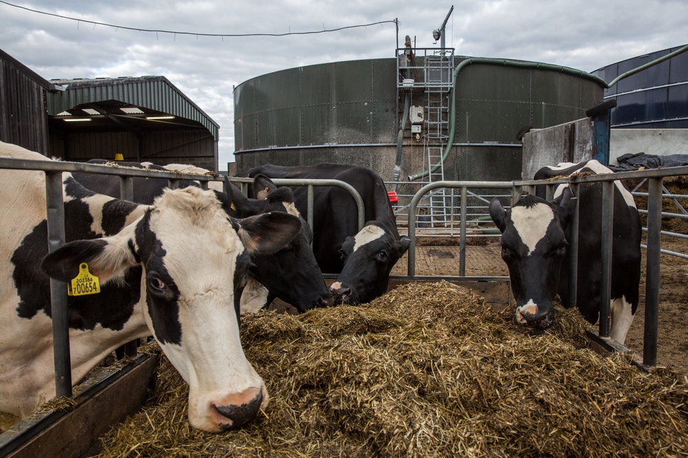Thanks to the weather, farmers in England and Wales have seen poor grazing conditions, stunted harvests, and heat strain on livestock (Getty)