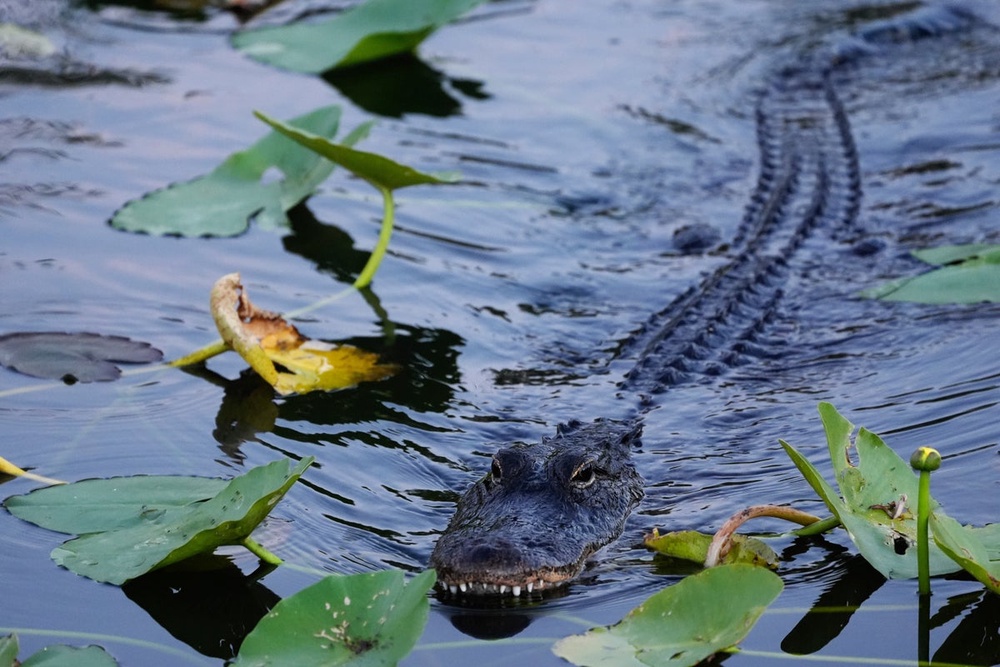 Woman canoeing in Florida river attacked and killed by alligator ...