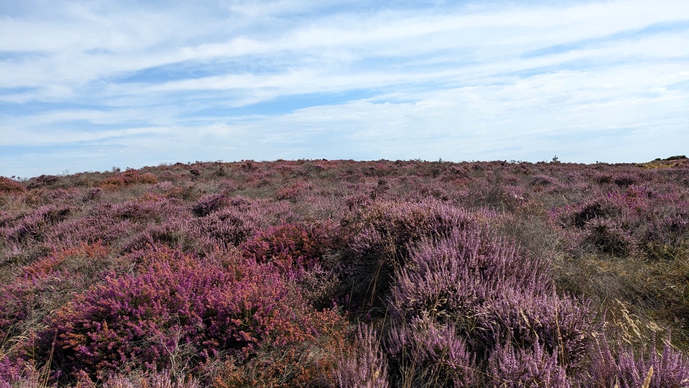 Dunwich Heath where National Trust rangers have observed widespread recovery of the heather (National Trust/PA)