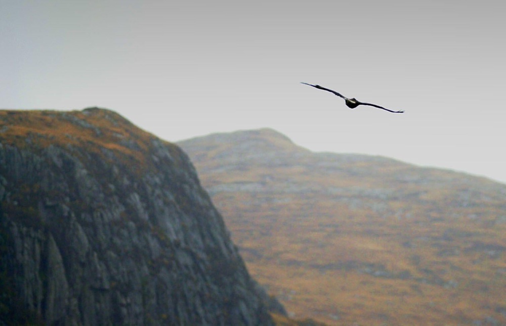 A golden eagle flying over Glenveagh National Park, Co Donegal, Republic of Ireland (Alamy/PA)