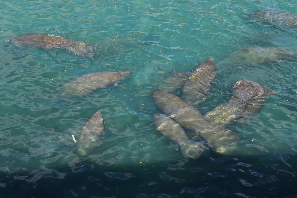 Why herds of manatees are huddling in water near America's power plants