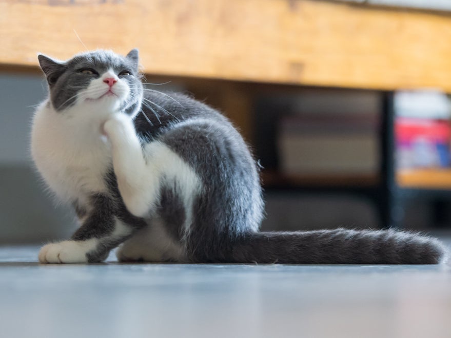 Nearly one in 10 landlords said allowing their tenants to have pets had been a mistake (Getty/iStock)