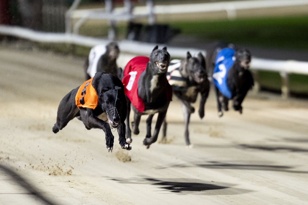 A ban on greyhound racing has been announced in Wales (PA)