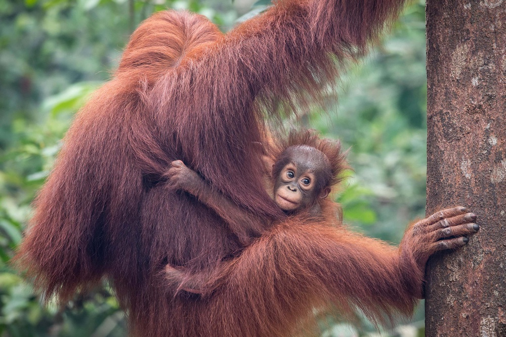 7 extraordinary parents from the animal kingdom – and what we can learn ...