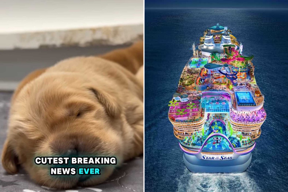 Meet Royal Caribbean S Cutest Crew Member Its New Chief Dog Officer