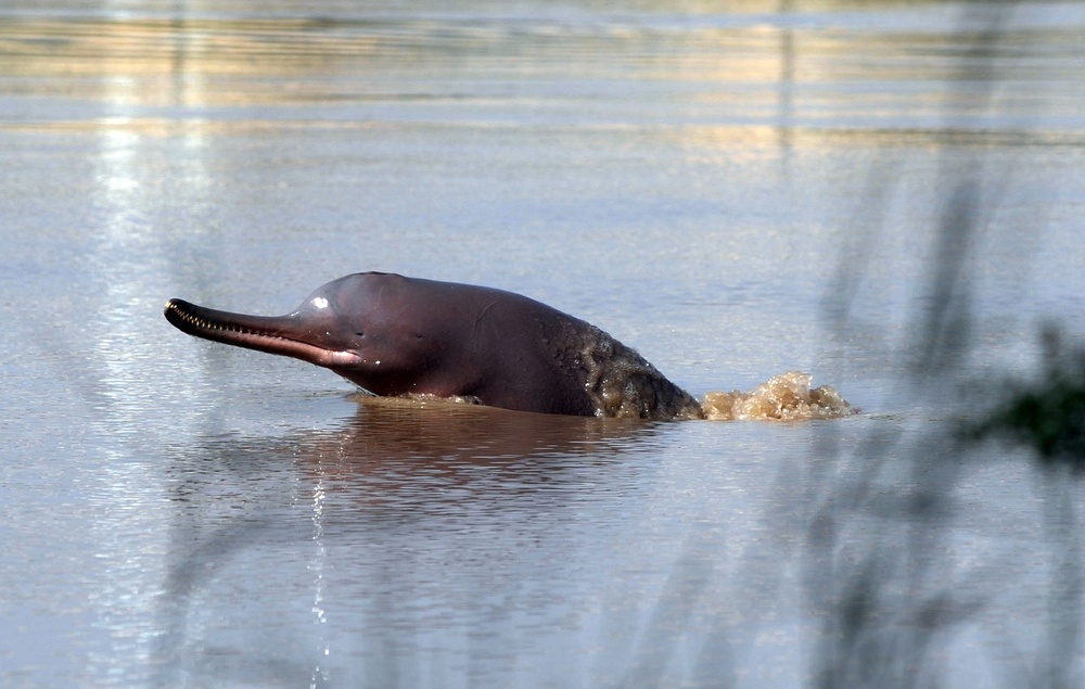 A dolphin swims in the Indus river in the southern Pakistani city of Sukkur (AFP via Getty)