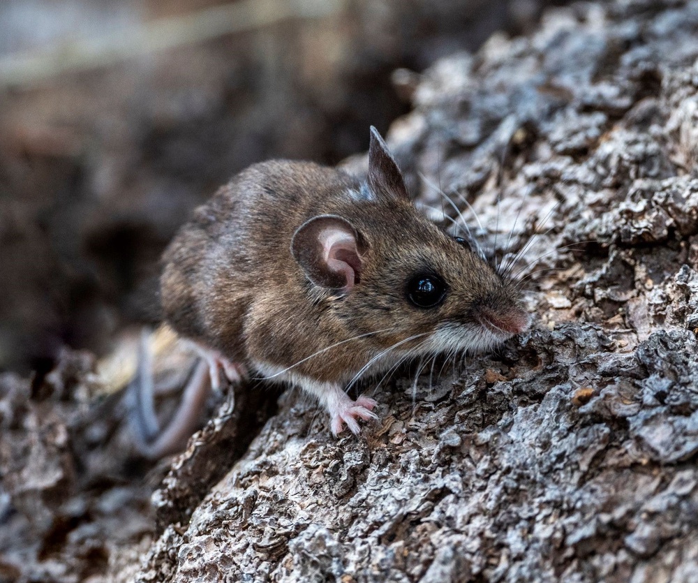 Hantavirus is a virus that spreads through the urine, feces or saliva of rodents, including deer mice. Deer mice commonly spread the kind of hantavirus that can lead to hantavirus pulmonary syndrome (California Department of Public Health)