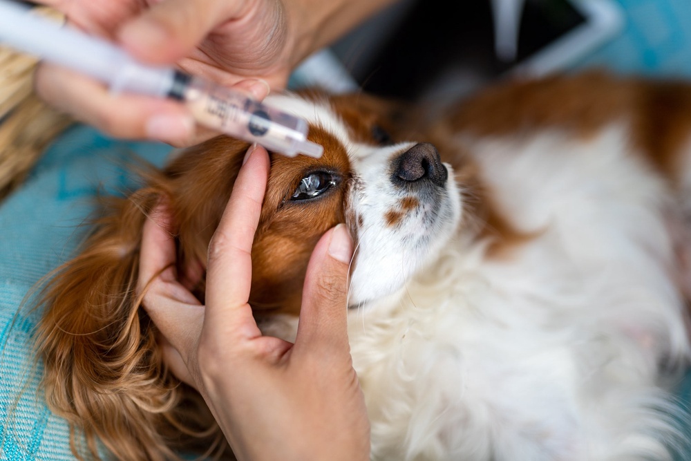 The People’s Dispensary for Sick Animals (PDSA) has warned that online ‘hacks’ could be putting pets’ lives at risk (Getty)