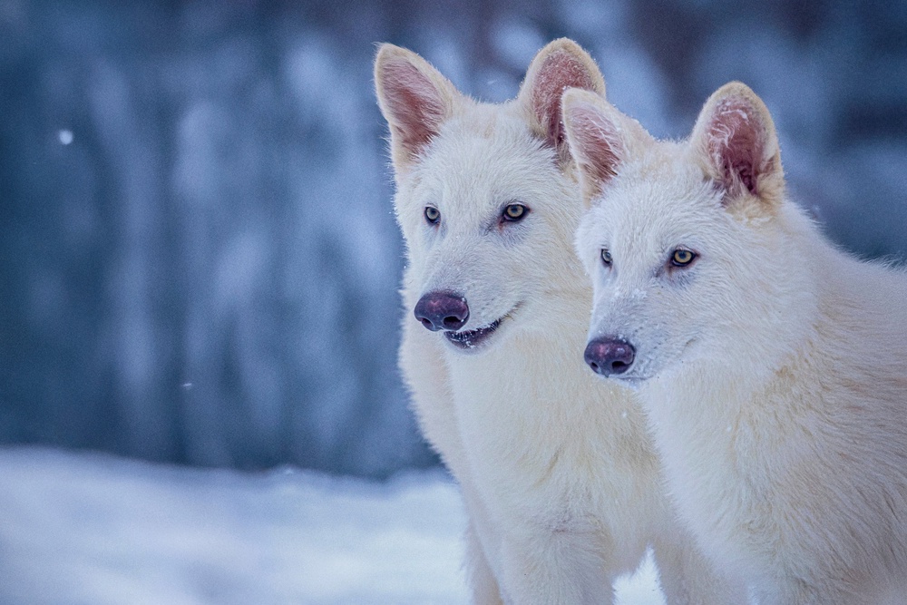 Romulus and Remus, both three months old and genetically engineered with similarities to the extinct dire wolf (Colossal Biosciences)